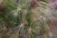 Hordeum jubatum - Foxtail barley