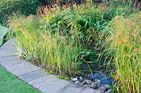 Garden pond with Cyperus longus - Sweet Galingale
