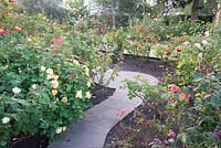 Rose garden at Laskey farm Cheshire