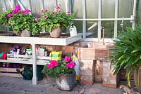 Potting bench in greenhouse with Geranium
