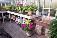 Potting bench in greenhouse with Geraniums. 