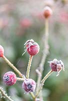 Rosa - Rosehips with frost in Winter. 