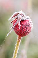 Rosa - Rosehips with frost in Winter. 