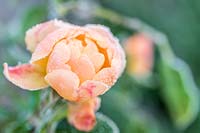Rosa 'Golden Anniversary' with frost in Winter. 