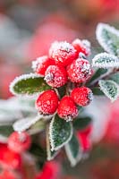Cotoneaster berries with frost in Winter. 