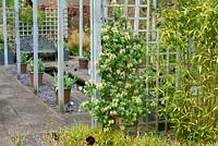 Lonicera caprifolium 'Anna Fletcher' - Honeysuckle 'Anna Fletcher' growing up trellis in garden. 