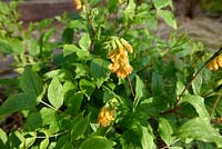 Lathyrus aureus - Perennial golden pea