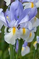 Iris x hollandica 'Silvery Beauty' - Dutch Iris 'Silvery Beauty'