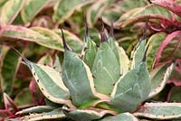 Agave parryi 'Cream Spike' syn. Agave patonii 'Variegata'