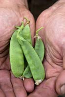 Pea 'Mangetout' held in hands