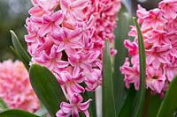 Hyacinth 'Sweet Invitation'