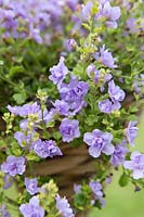 Bacopa 'Double Lavender'