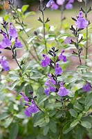 Salvia 'Lavender Dilly Dilly'