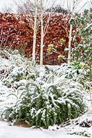 Snowy garden with creeping Rosemary, Birch trees and beech hedge 