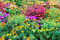 Tagetes - Marigold, Impatiens - Balsam flowers, Solenostemon - Coleus plants in mixed border