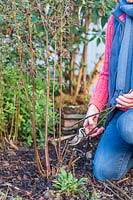 Woman cutting back Salvia 'Amistad' in Autumn using secateurs