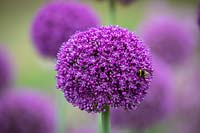 Allium 'Ambassador' with Bumblebee