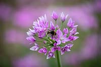 Allium unifolium 'Eros' with Bumblebee