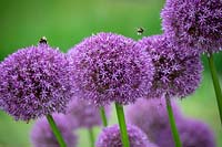 Allium 'Pinball Wizard' with Bumblebees
