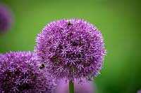 Allium 'Pinball Wizard' with Bumblebees