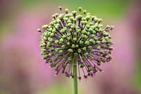 Seedhead of Allium hollandicum 'Purple Sensation' AGM - Dutch Garlic