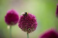 Allium sphaerocephalon AGM - Round-headed Garlic - with Bumblebee
