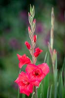 Gladiolus 'Beryl'