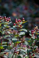 Berries of Hypericum inodorum Magical series - St. John's Wort