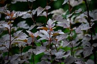 The dark foliage of Physocarpus opulifolius 'Diabolo' syn. Physocarpus opulifolius 'Monlo' - Ninebark