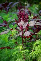 Amaranthus tricolor 'Red Army' growing through Cosmos foliage