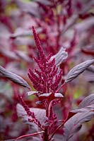Amaranthus tricolor 'Red Army'