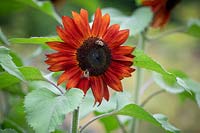 Bees on Helianthus annuus 'Claret' F1 - Sunflower