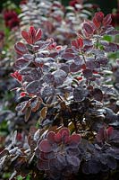 Dew on the foliage of Cotinus coggygria syn. Rhus cotinus - Smoke Bush, European smoketree, Venetian Sumach, Dyer's Sumach