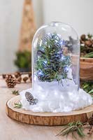 Snow globe with glass dome, miniature Christmas tree, fairylights and cottonwool as snow