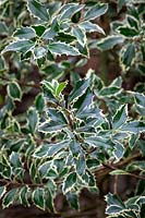 Ilex aquifolium 'Handsworth New Silver' AGM - Holly