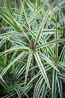 Carex phyllocephala 'Sparkler' - Sedge