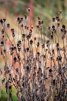 Seedheads of Rudbeckia fulgida var. deamii - Deam's coneflower