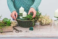 Woman adding small succulent plant to the basket - Monanthes polyphylla