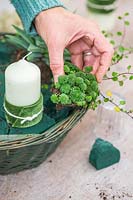 Woman adding small succulent plant to the basket - Monanthes polyphylla