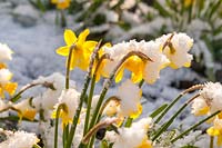  Narcissus cyclamineus 'Tete-A-Tete' under the snow in late March