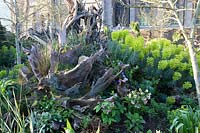 The Stumpery Garden, with sculptural wooden logs, hellebores, Euphorbia and Vinca. Arundel Castle, West Sussex, UK.