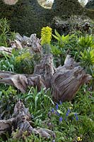 Muscari, Euphorbia and fritillaries growing around decorative wooden stump. The Stumpery Garden, Arundel Castle, West Sussex, UK.