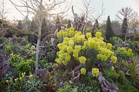 Dramatic display of Euphorbia characias in spring border. The Stumpery Garden, Arundel Castle, West Sussex, UK.
