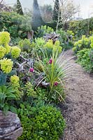 Spring planting in the Stumpery Garden, with Euphorbia, tulips and Libertia. Arundel Castle, West Sussex, UK.
