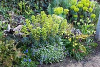 Colourful spring planting in stumpery garden, with Euphorbia, ferns, hellebores, muscari, Narcissus and Pulmonaria. The Stumpery Garden, Arundel Castle, West Sussex, UK.