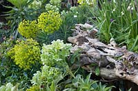 Decorative wooden stump surrounded by Euphorbia, hellebores and Leucojum aestivum. The Stumpery Garden, Arundel Castle, West Sussex, UK. 