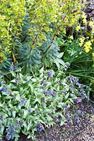 Pulmonria with Euphorbia and Narcissus - Daffodils. 