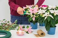 Woman cutting flower sprigs of small flowering Poinsettia also known as Prinsettia