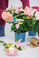 Woman cutting flower sprigs of small flowering Poinsettia also known as Prinsettia