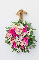 Finshed hanging Poinsettia wreath in pastel colours - small flowered Prinsettias